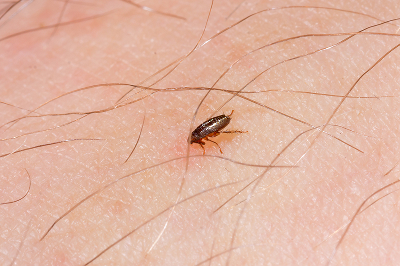 Flea Pest Control in Canterbury Kent